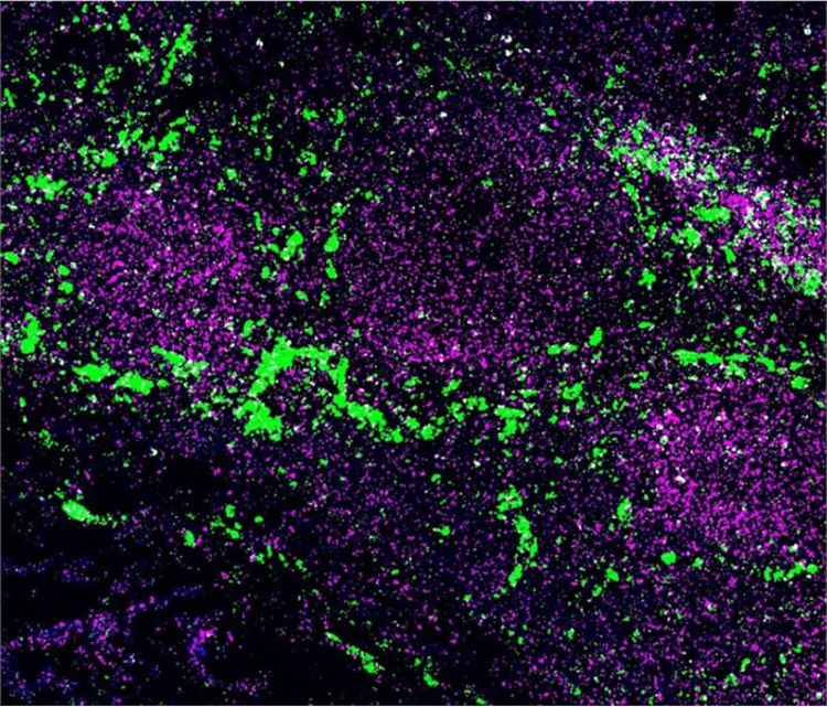 A physical wiring diagram for the human immune system. Image courtesy of Nature.